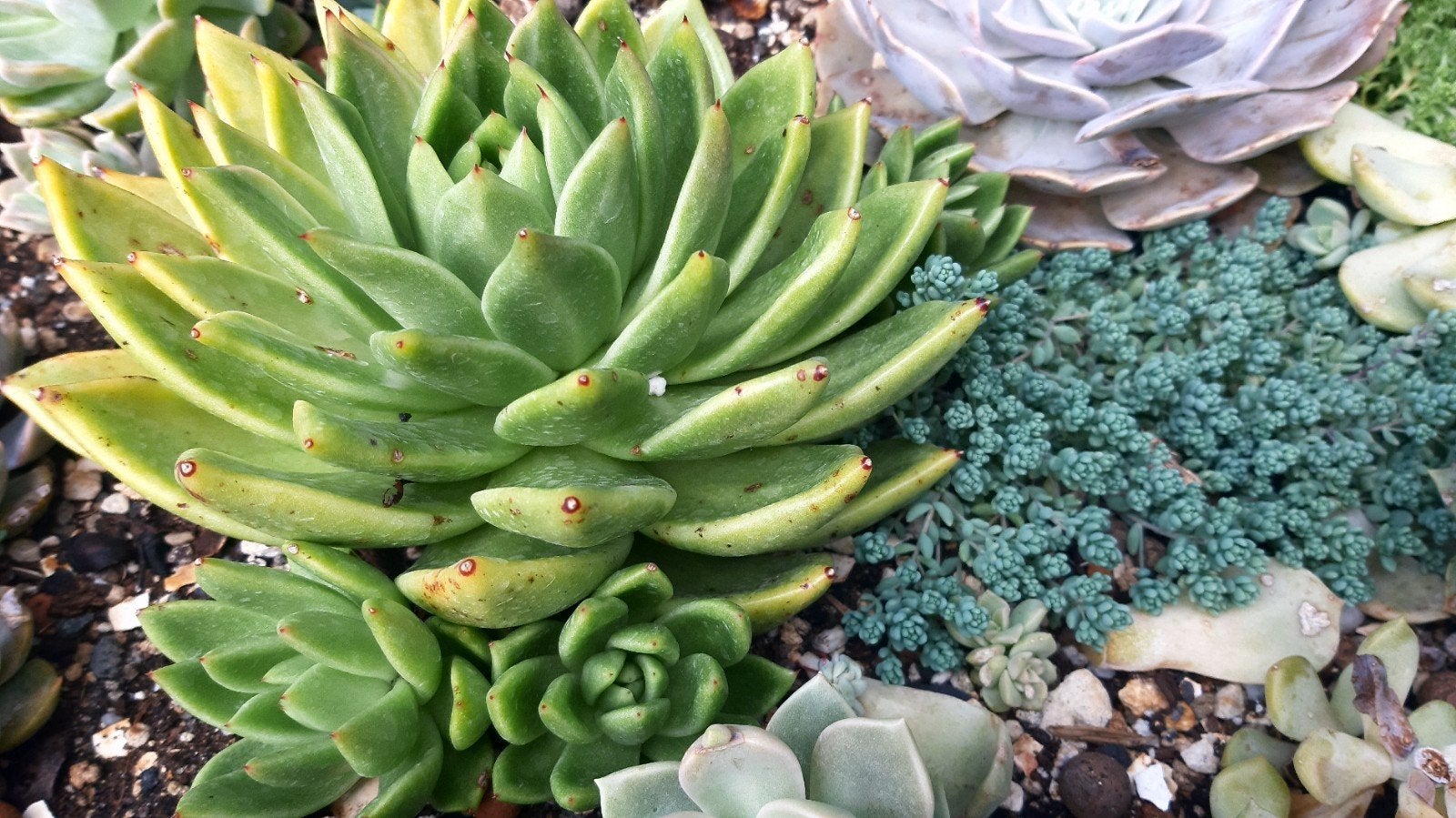Vetplant succulent, Ophalen of Verzenden, Halfschaduw, Minder dan 100 cm
