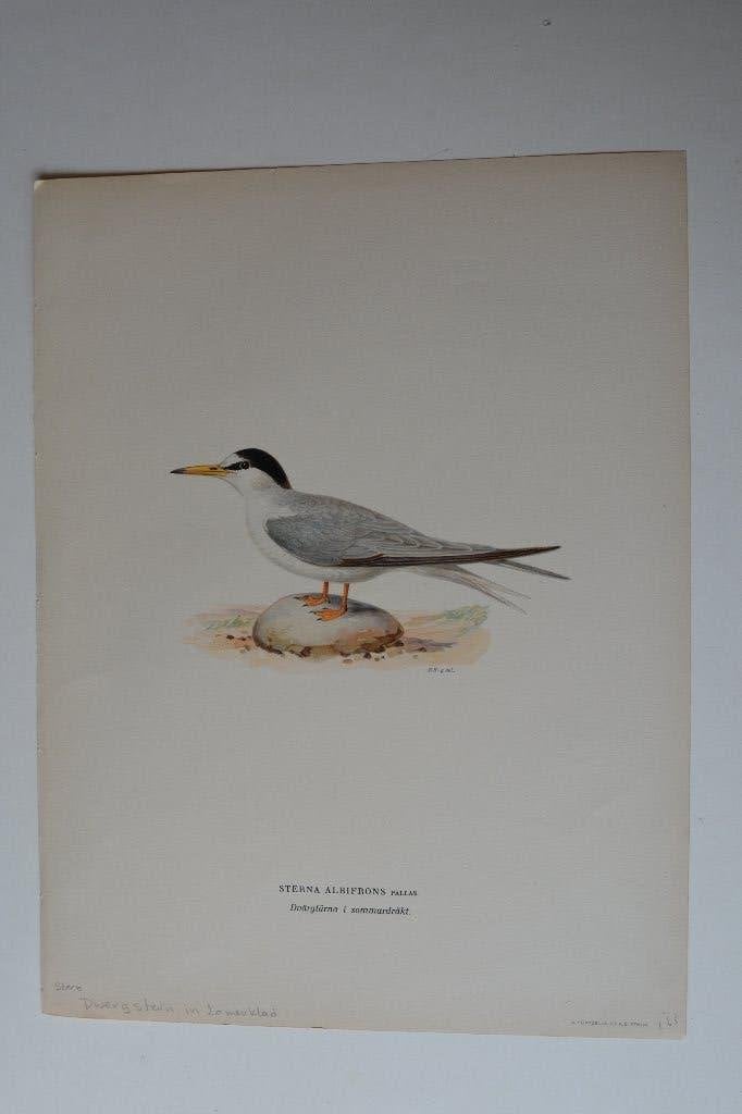 STERN ORIGINELE VOGEL LITHO "STERNA ALBIFRONS" 1929 VI5, Antiek en Kunst, Kunst | Etsen en Gravures, Origineel, 9 cm, Flora en Fauna