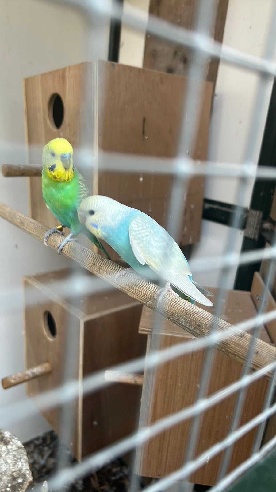 Regenboog parkieten, Meerdere dieren, Parkiet