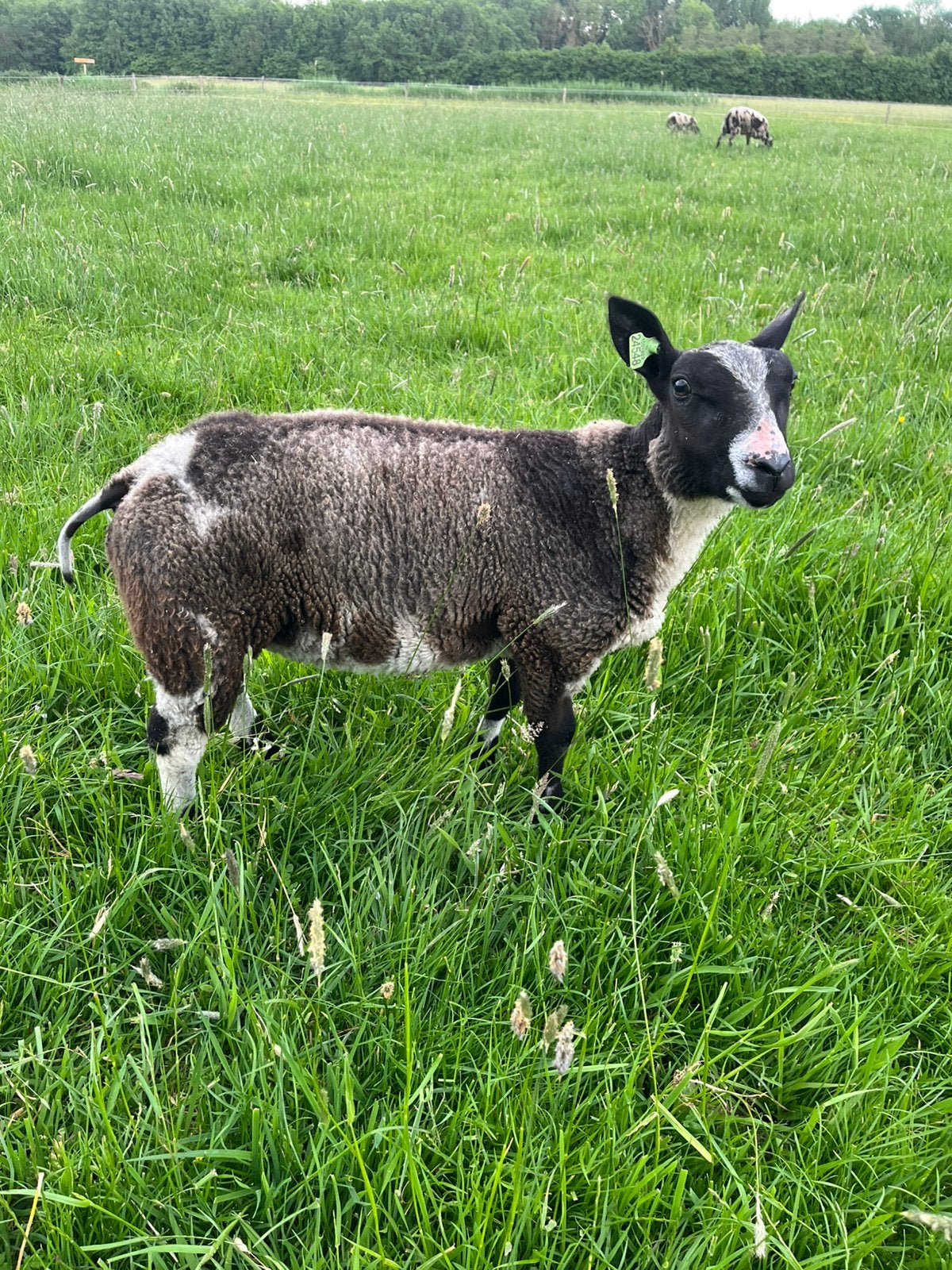 Bonte stamboek ramlam, Dieren en Toebehoren, Mannelijk, Schaap