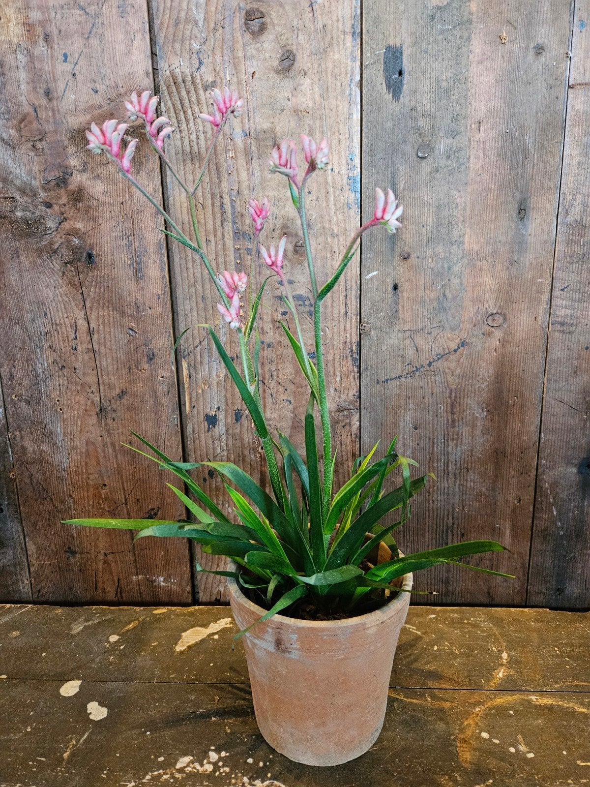 anigozanthos "WOONWINKEL RUSTIEK ", Huis en Inrichting, Ophalen, Halfschaduw, Minder dan 100 cm