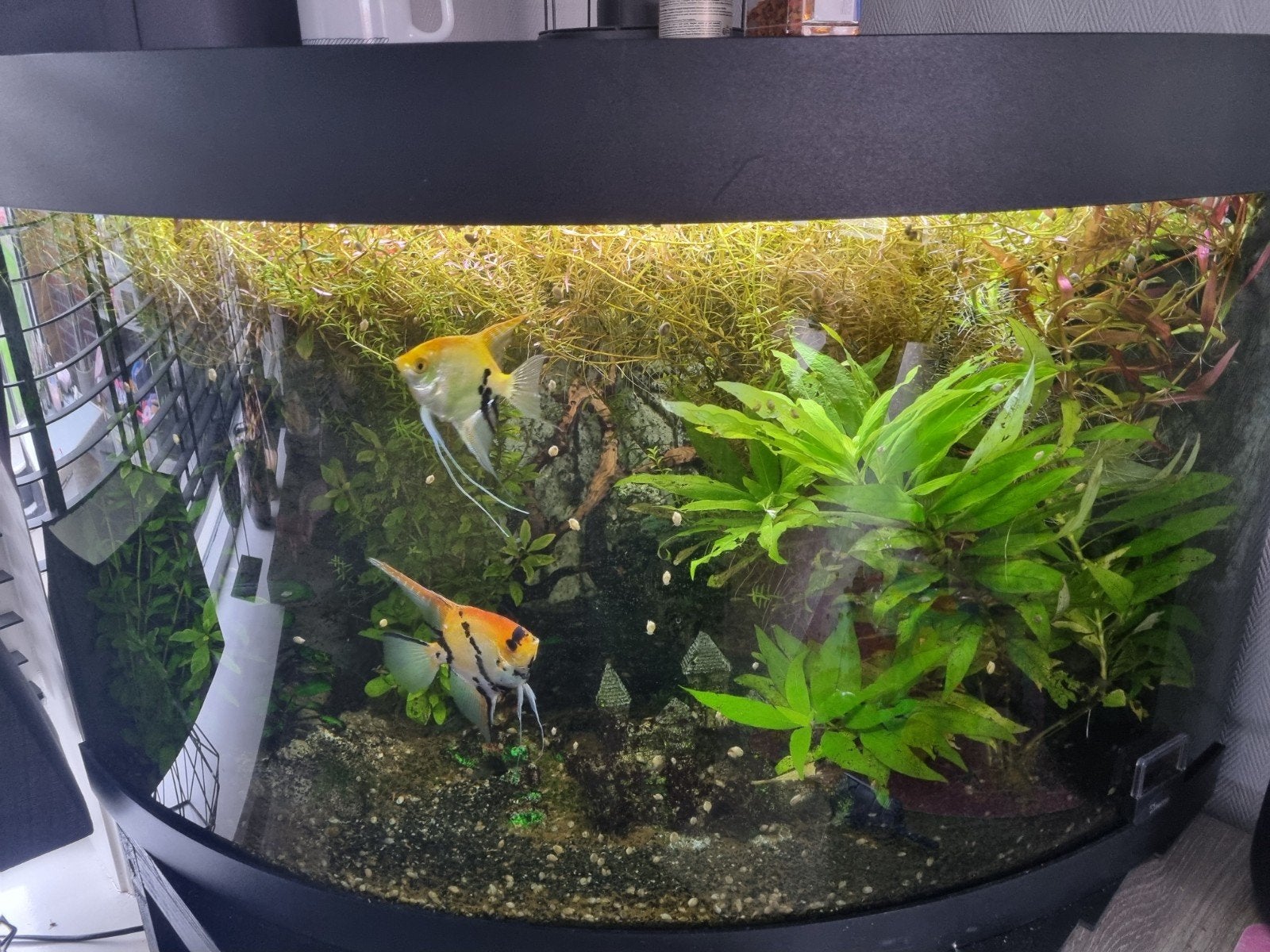 aquarium met maanvissen en algeneter, Dieren en Toebehoren, Vis, Zoetwatervis