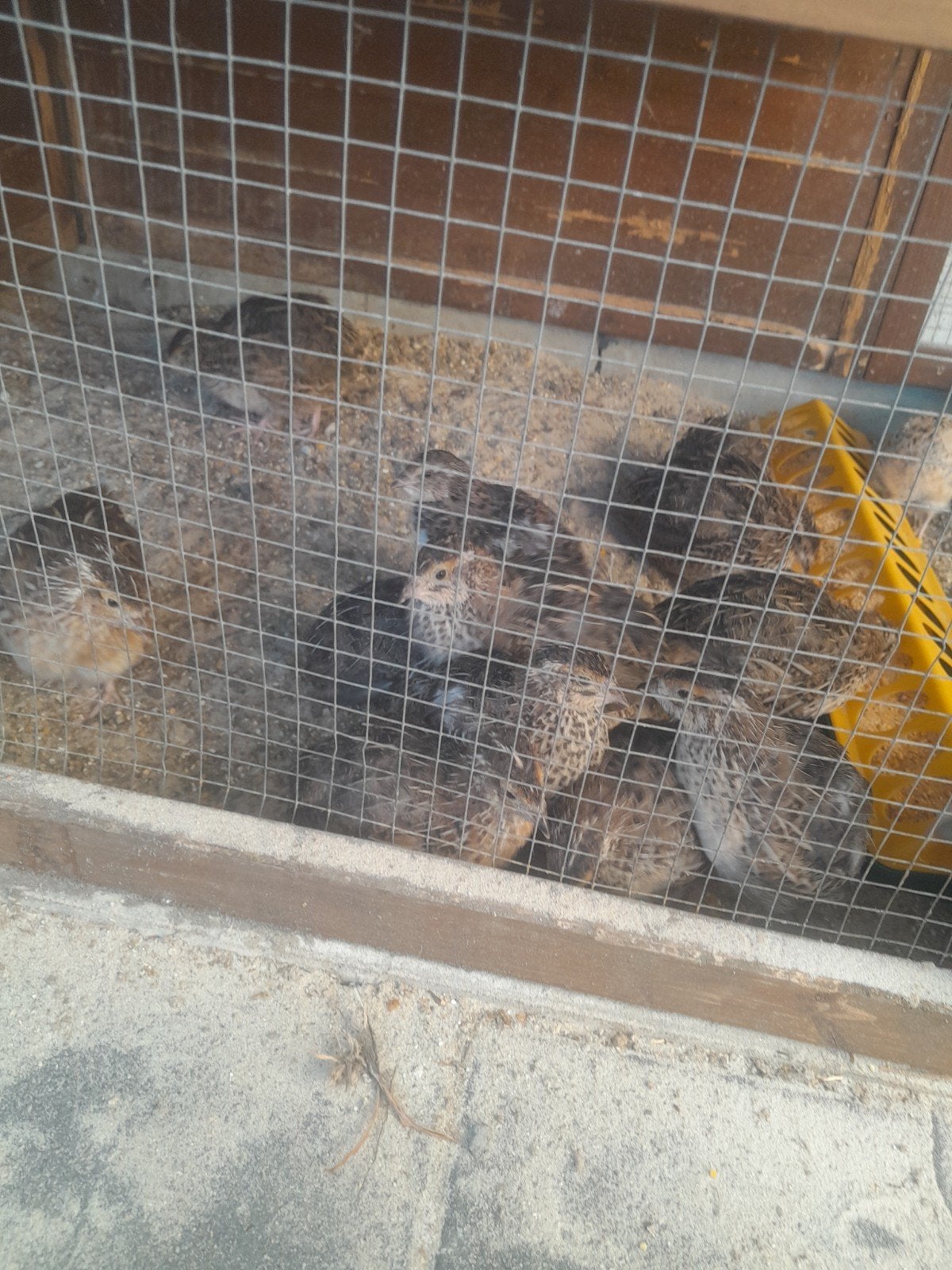 per stuk 7euro, Dieren en Toebehoren, Pluimvee, Kip