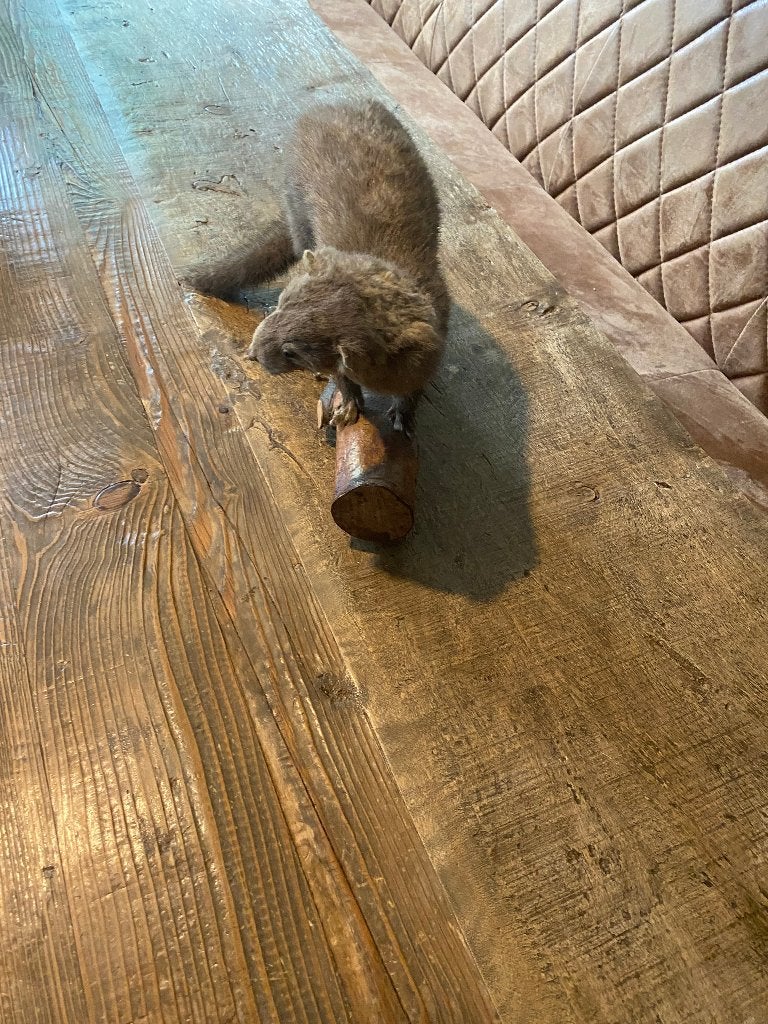 2x opgezette bunzing taxidermie in goede staat, Ophalen, Gebruikt, Wild dier, Opgezet dier