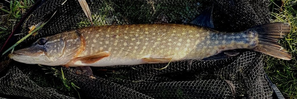 FL 11Snoekstreamer 13 gram gebonden op Double Hook/Fleurhaak, Ophalen, Nieuw, Complete set
