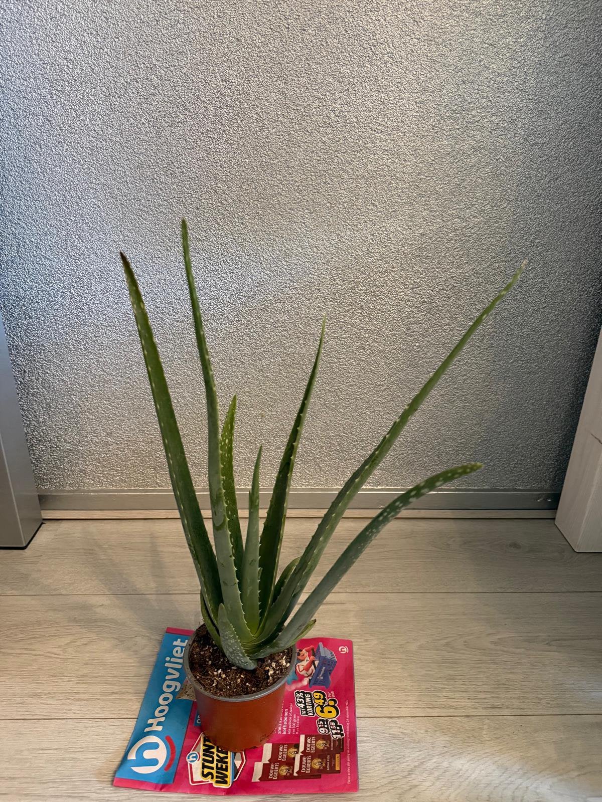 Aloë vera plant (45/50cm), Ophalen, Halfschaduw, Minder dan 100 cm