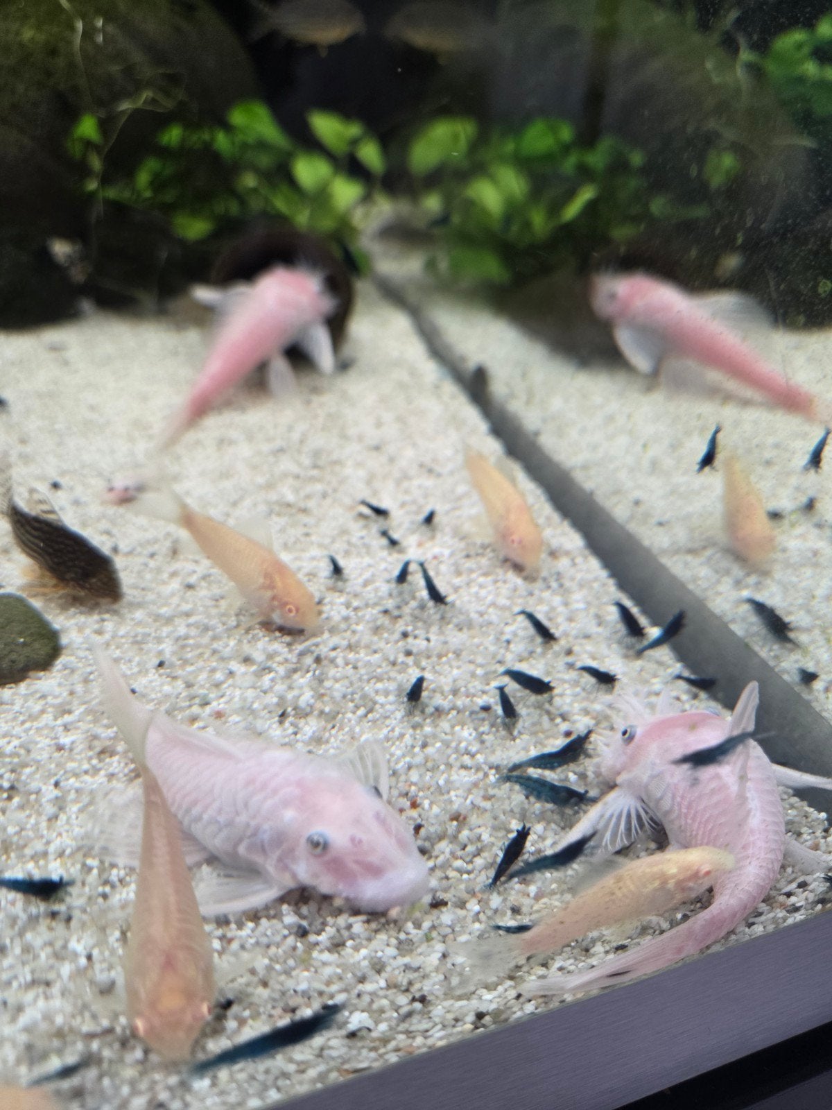 Blue Dream garnaal 10 voor 10€ 1€ per garnaal 

Gedr, Kreeft, Krab of Garnaal