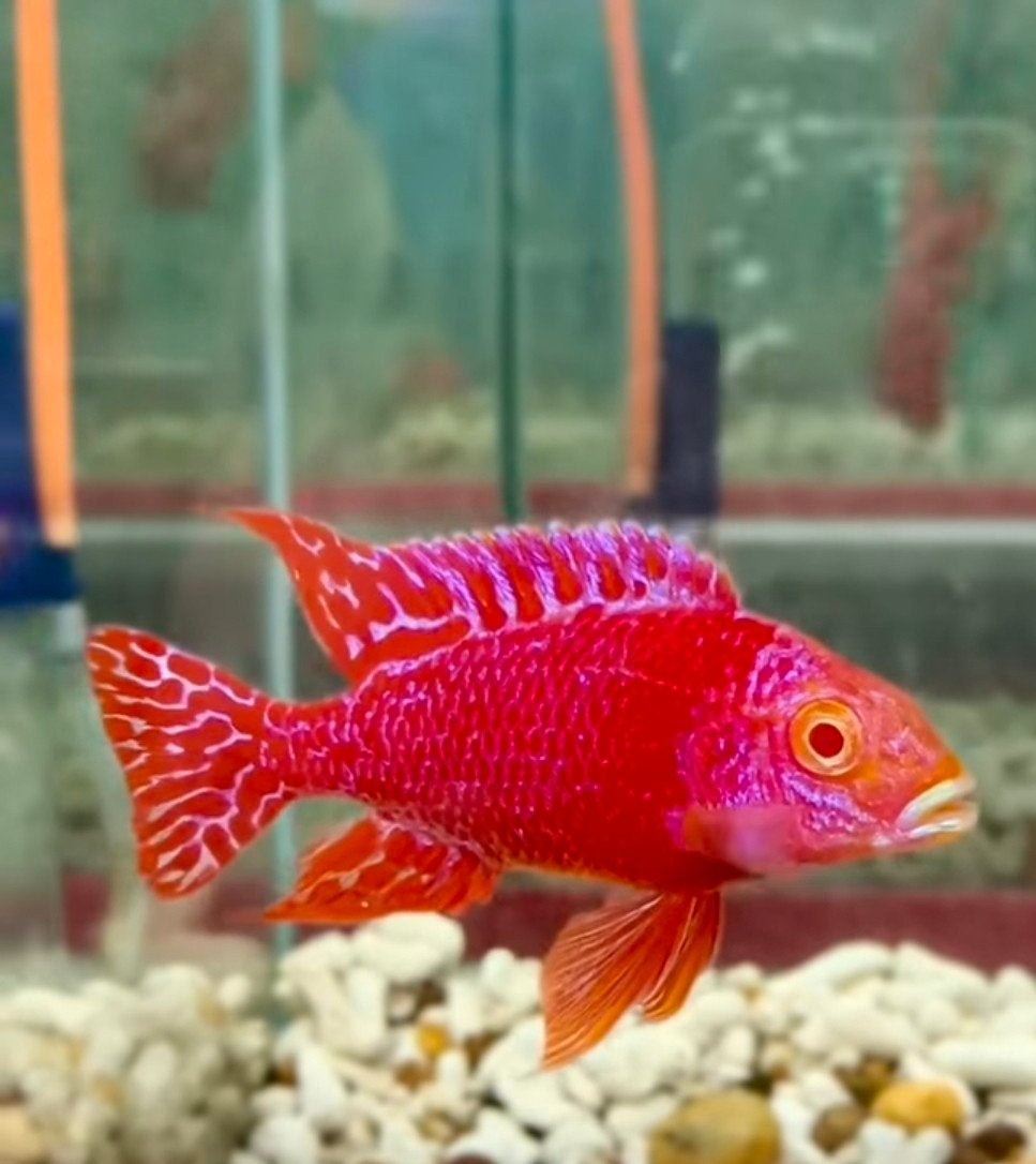 Aulonocara Firefish Dragonblood Malawi Exclusief!!!, Vis