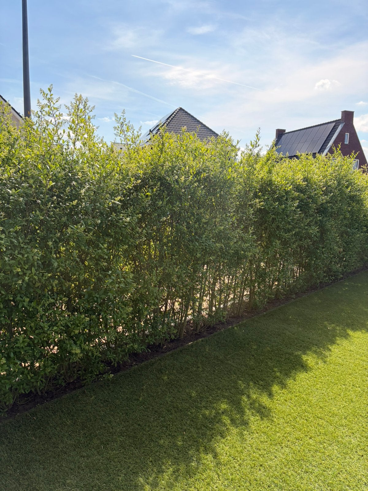 Liguster Atrovirens te koop – ca. 16 meter – 4,5 jaar oud, Tuin en Terras, Planten | Struiken en Hagen, Ophalen, Beukenhaag, 100 tot 250 cm