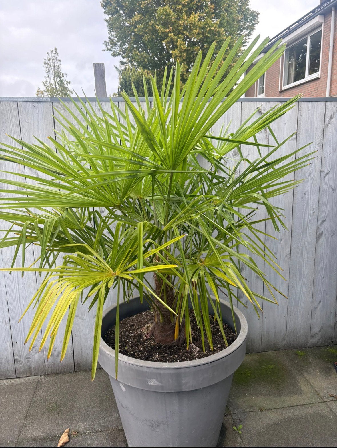 Palmbomen winter hard, 100 tot 250 cm, Zomer, Palmboom, Ophalen