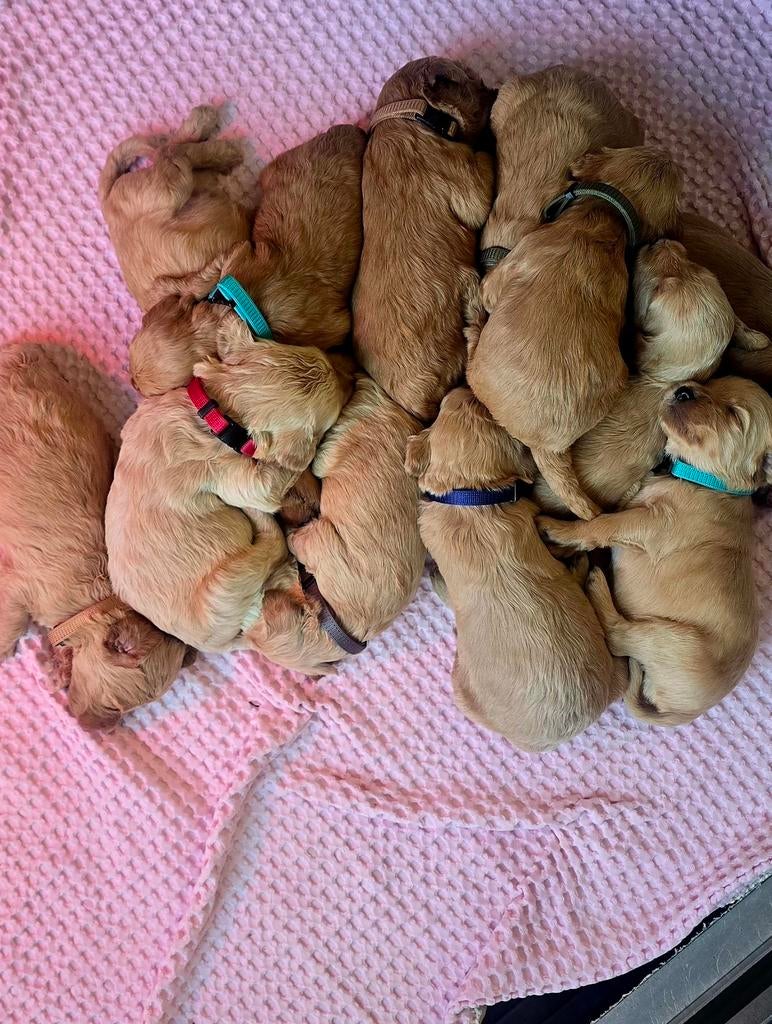 Labradoodle pups medium, Overige rassen, 8 tot 15 weken, Meerdere, Meerdere dieren