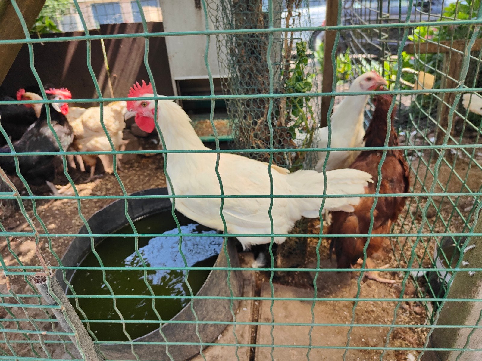 Haan poule de bresse, Mannelijk, Kip