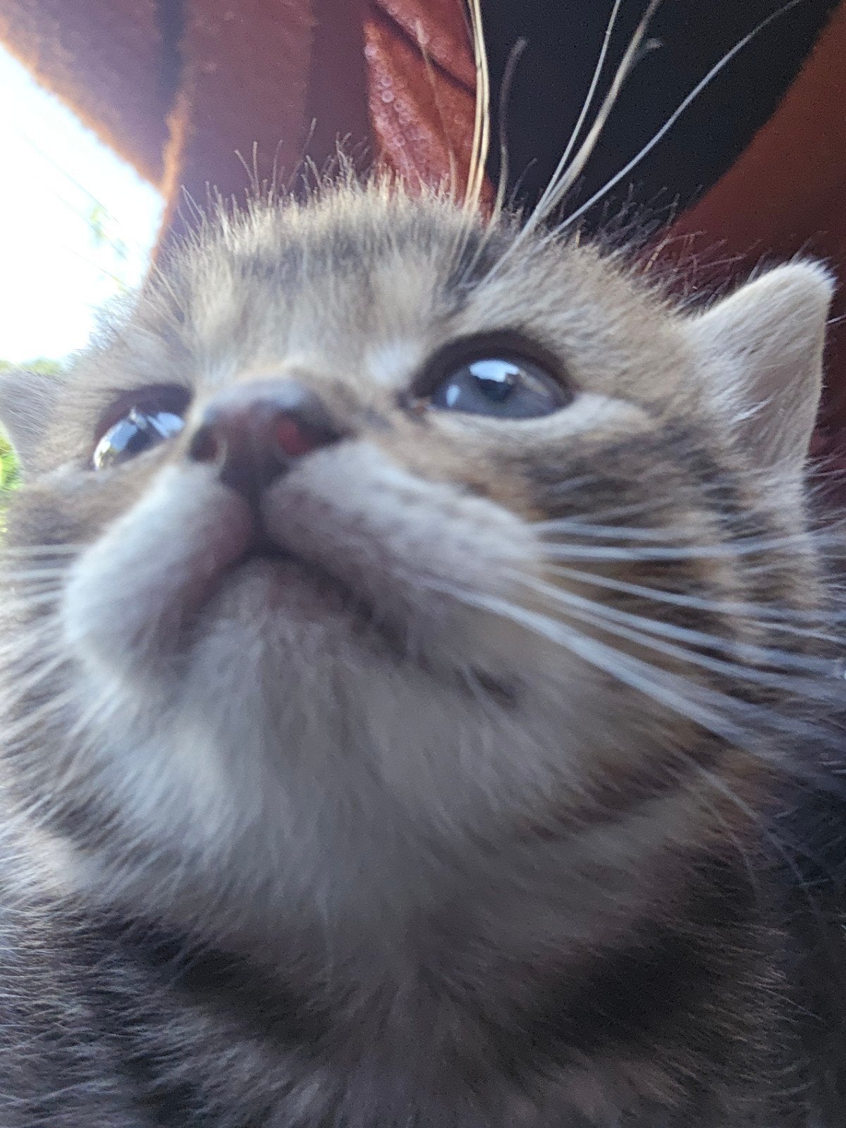 Nog 4 kittens te koop, Meerdere dieren, 0 tot 2 jaar