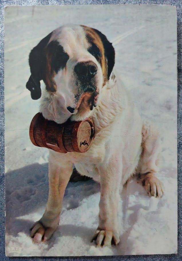 Ansichtkaart: Sint-Bernard hond - 1974 [5646]  [VeAnAn], Ophalen of Verzenden, 1960 tot 1980, Gelopen, Hond of Kat