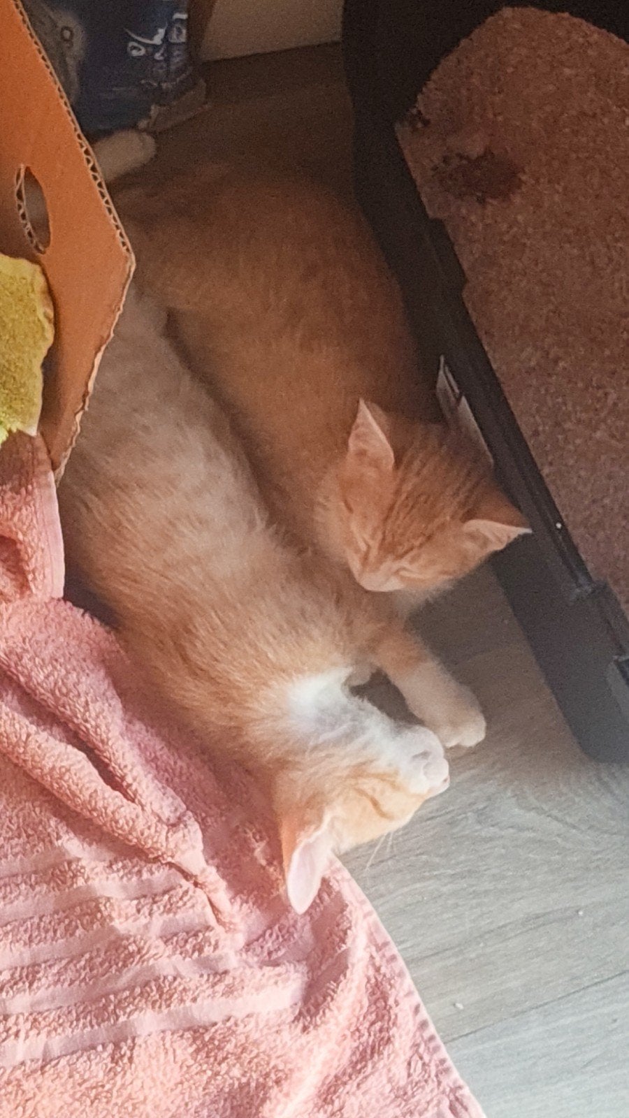 2 lieve kittens te koop, Meerdere dieren, 0 tot 2 jaar