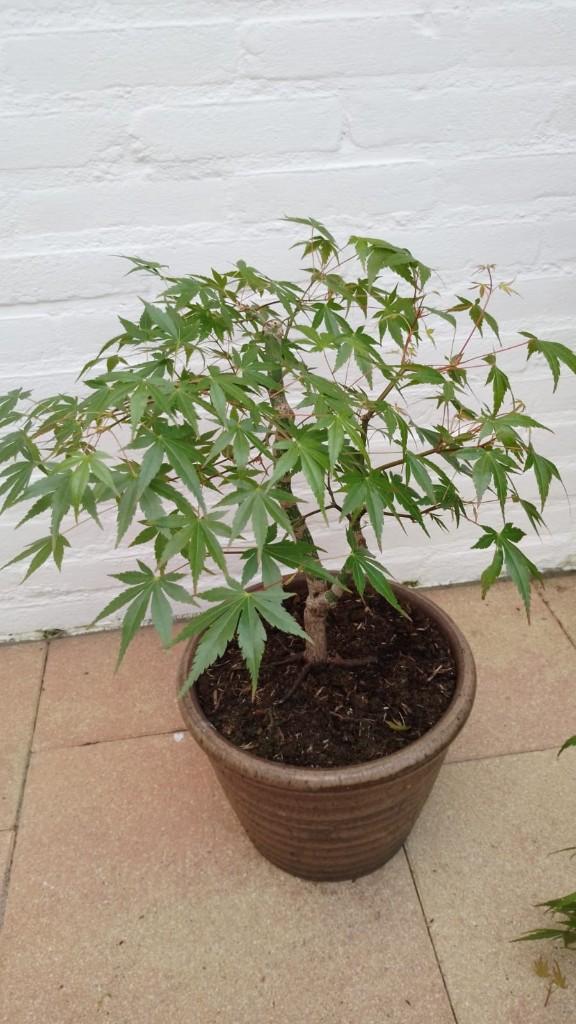 Bonsai Acer Palmatum in Stenen pot, Tuin en Terras, Planten | Bomen, Bloeit niet, Halfschaduw, Overige soorten, Minder dan 100 cm