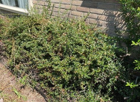 Dwergmispel wintergroen met besjes, Ophalen, Overige soorten, Struik, 100 tot 250 cm