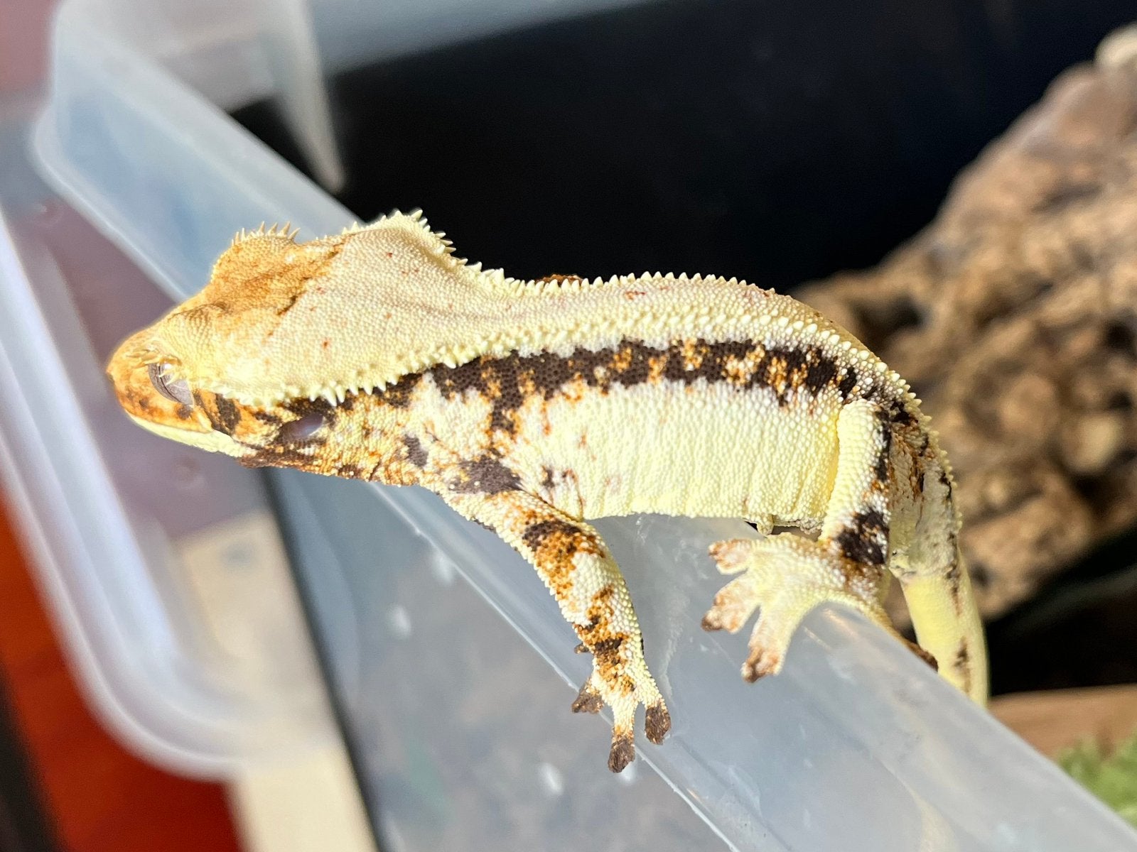 0.1 Extreem White tricolor Lilly white wimpergekko Crested Gecko photo 5