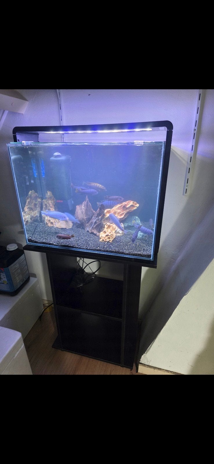 aquarium 80liter met malawi cichliden, Ophalen, Zo goed als nieuw, Gevuld zoetwateraquarium