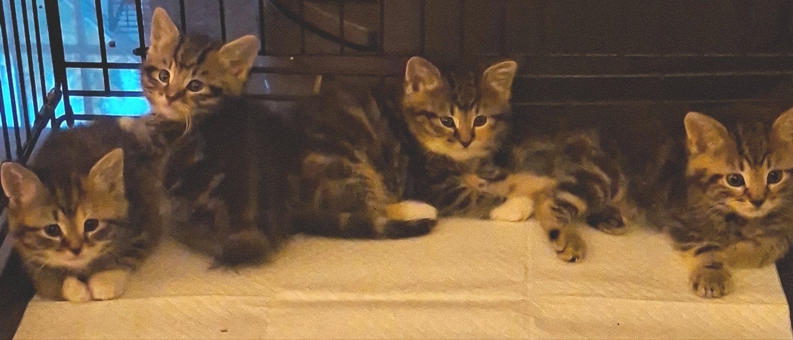 kittens