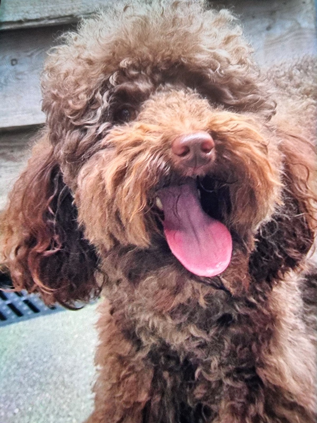 toypoedel dekreu, Reu, Parvo, Eén hond, 3 tot 5 jaar