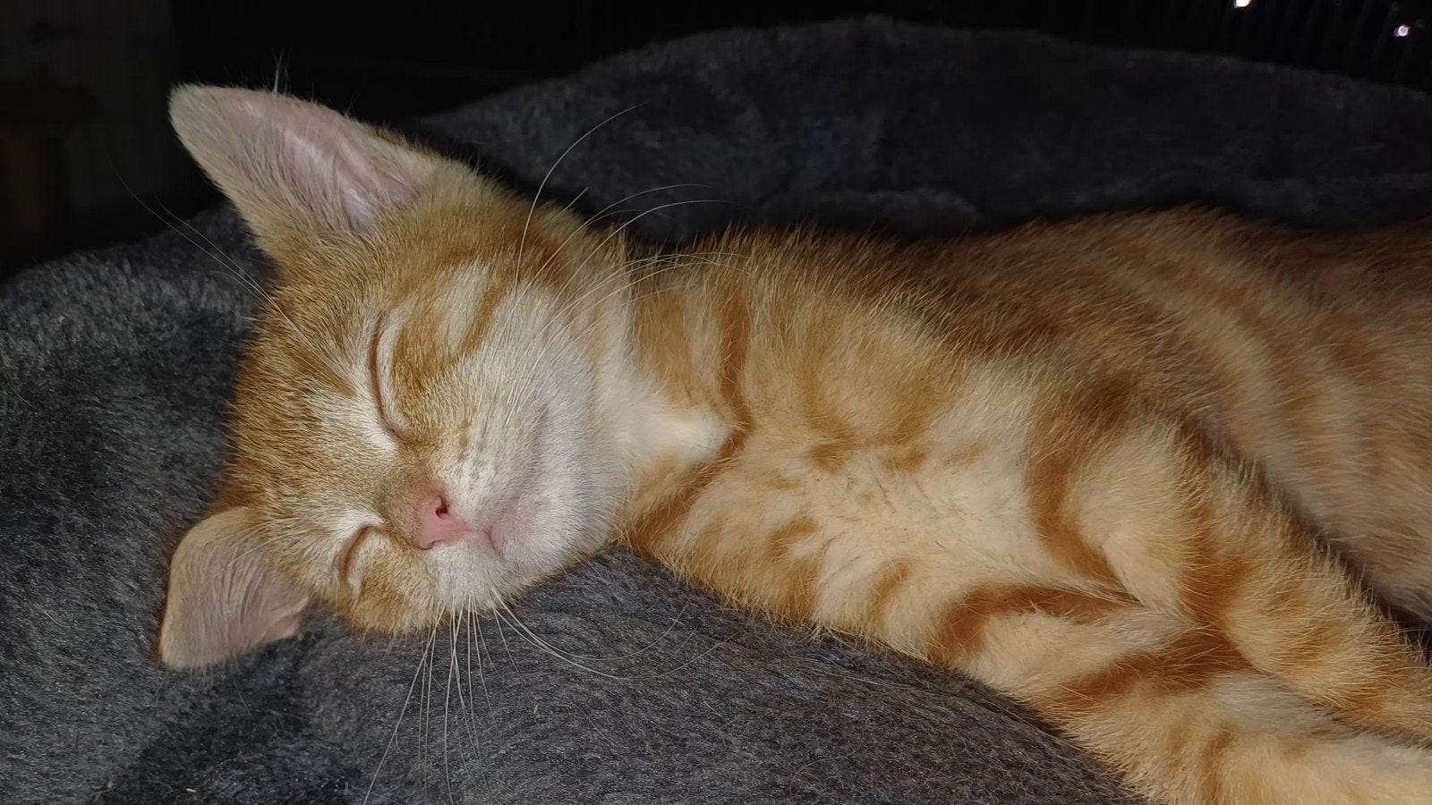 2 lieve kittens, Kater, Kortharig, 0 tot 2 jaar