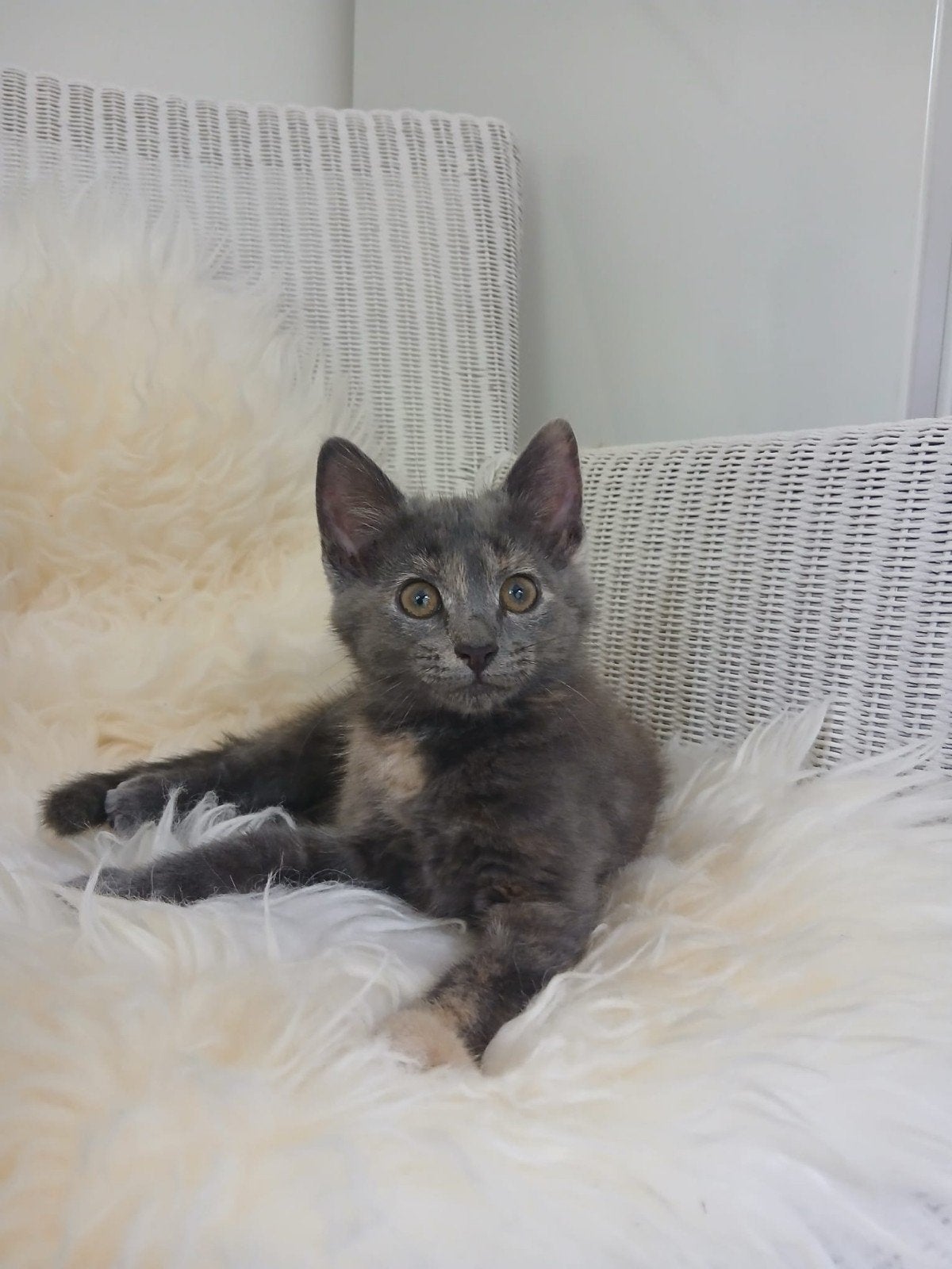 Kittens, Dieren en Toebehoren