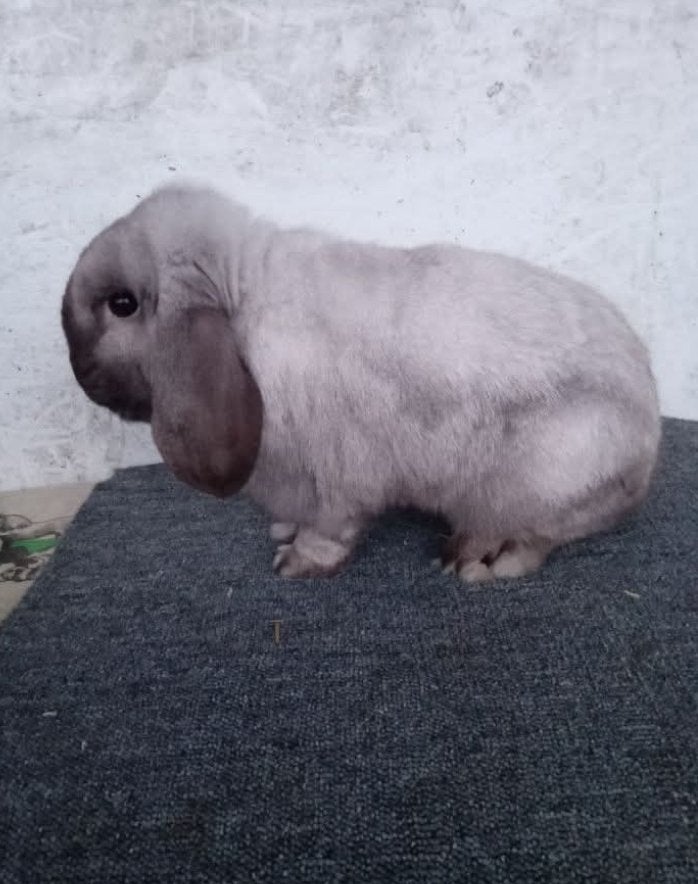 Hele mooie Nederlandse hangoor dwergen Salander, Meerdere dieren, Dwerg, Hangoor, 0 tot 2 jaar