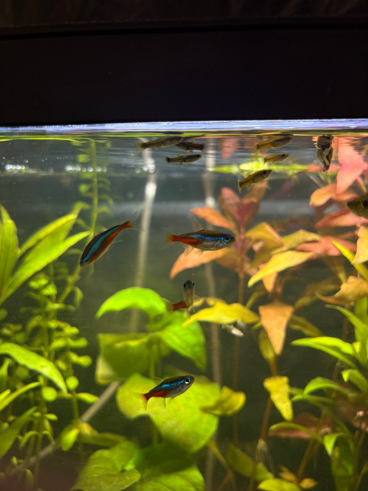 Guppen te koop, Vis, Zoetwatervis