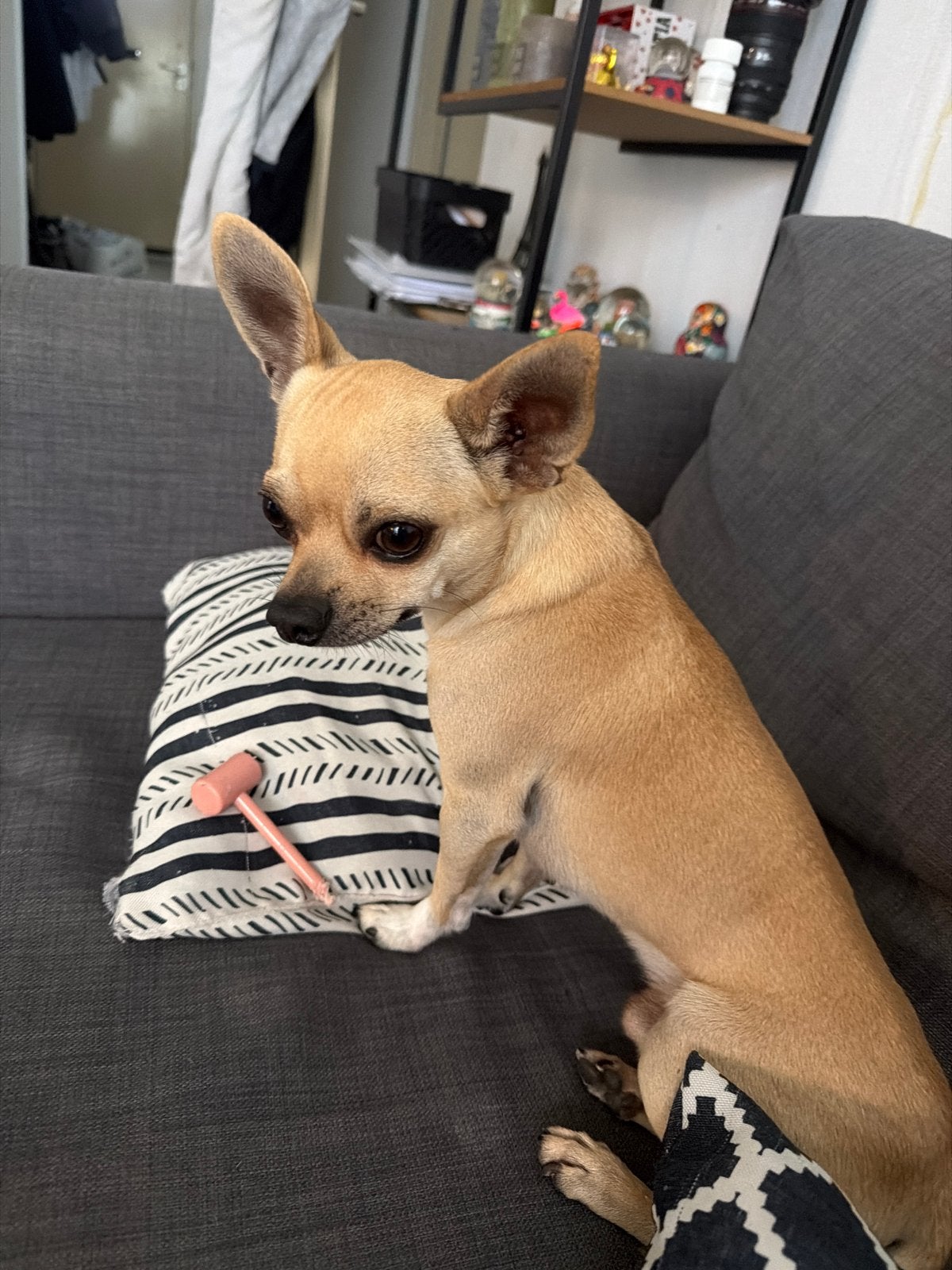 Lieve Chihuahua zoekt een fijn nieuw thuis, Dieren en Toebehoren, Reu, 1 tot 2 jaar, Eén hond, Chihuahua
