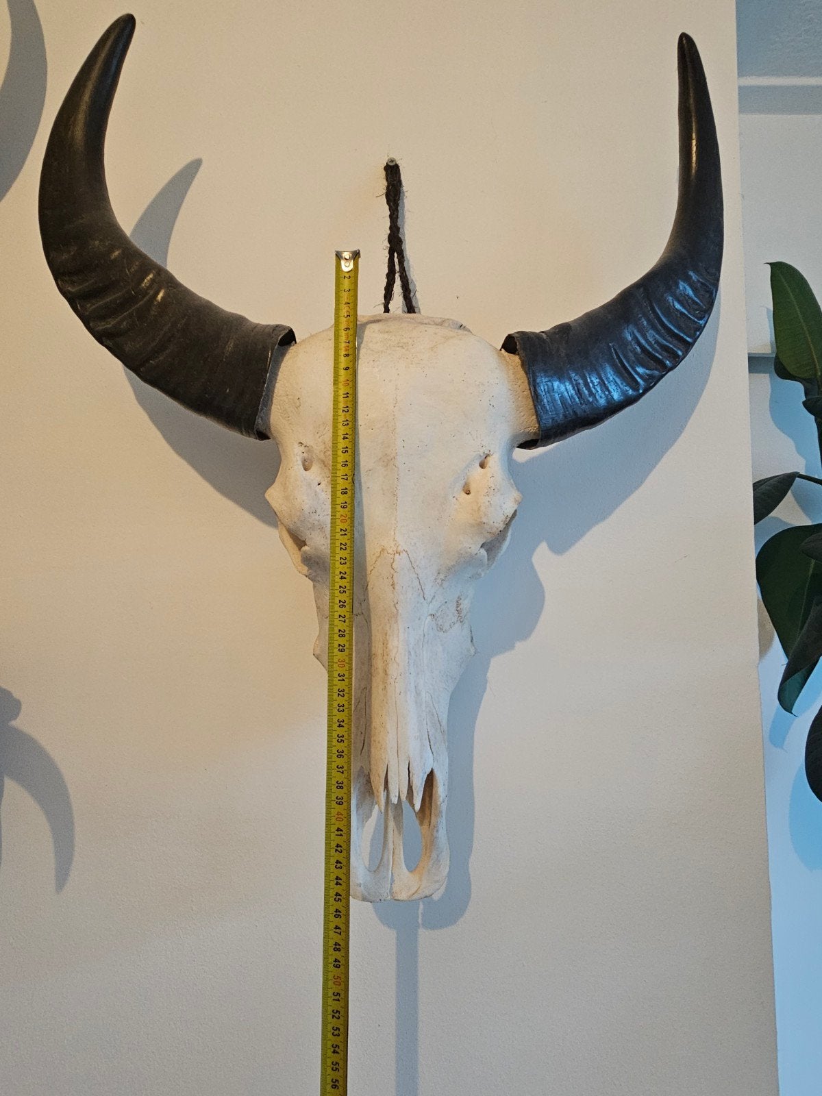 Decoratieve buffelschedel met hoorns, Antiek en Kunst, Ophalen