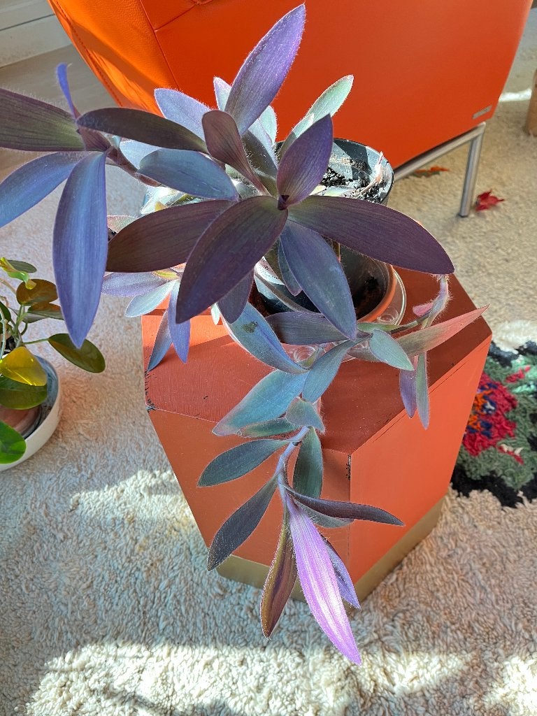 Tradescantia pallida, Huis en Inrichting, Kamerplanten, Ophalen, Overige soorten, Halfschaduw, In pot