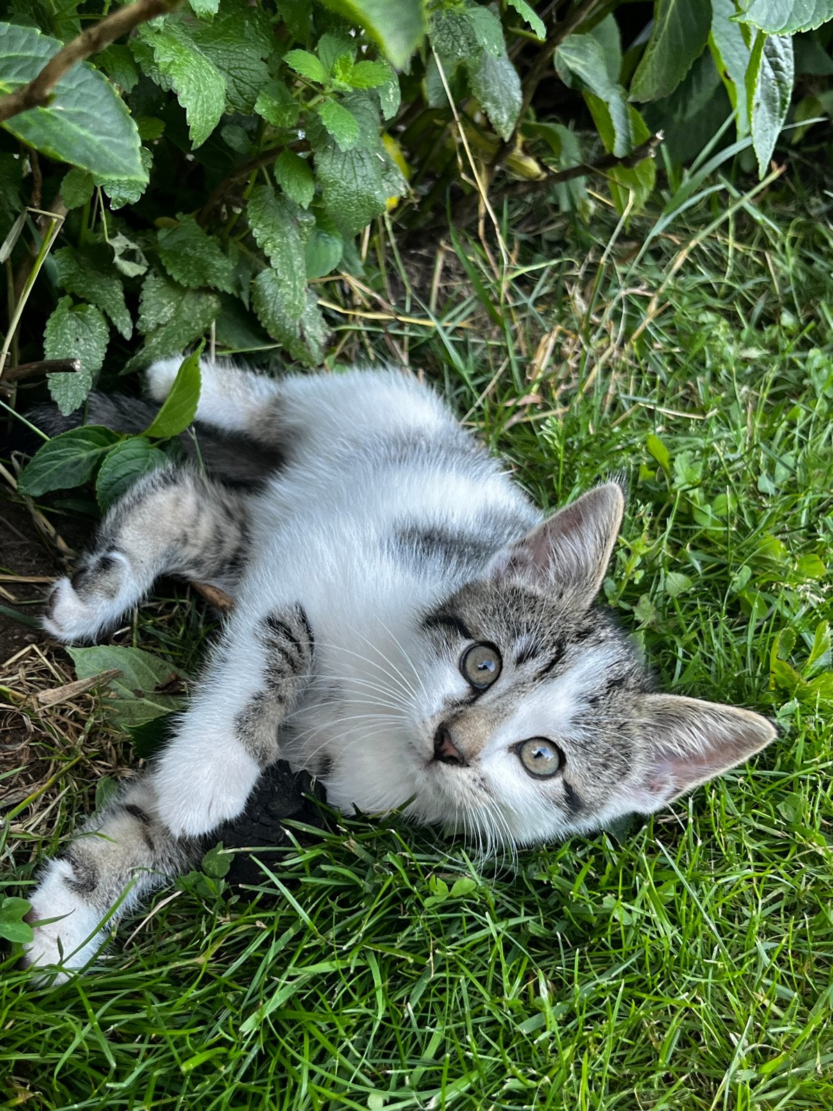 Jonge kittens te koop, Dieren en Toebehoren, Meerdere dieren