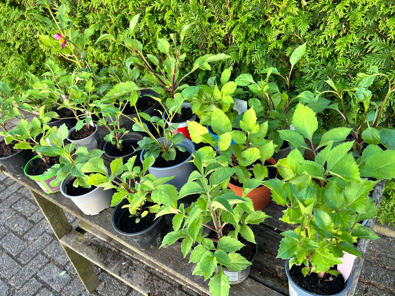 Dahalia planten voor | € 3,- per stuk, Tuin en Terras, Planten | Tuinplanten, Ophalen, Overige soorten, Volle zon
