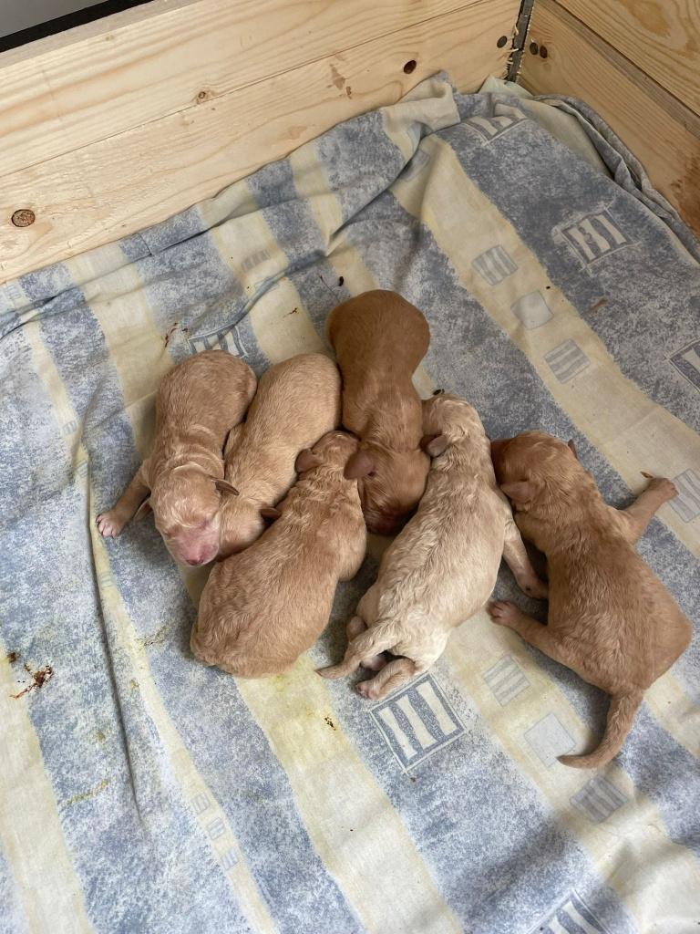 labradoodle pups, Dieren en Toebehoren, Honden | Retrievers, Spaniëls en Waterhonden, Overige rassen, 8 tot 15 weken, Meerdere