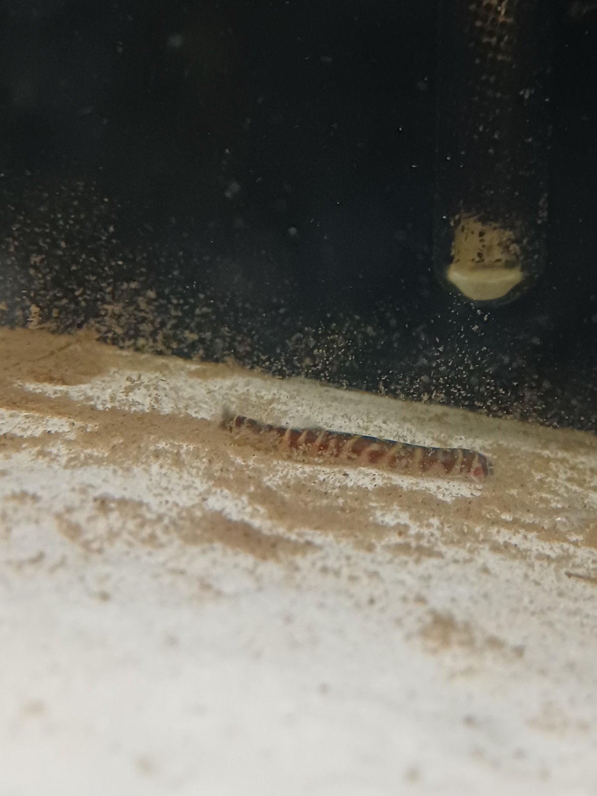 Kuhli slangen visjes, Dieren en Toebehoren, Vis
