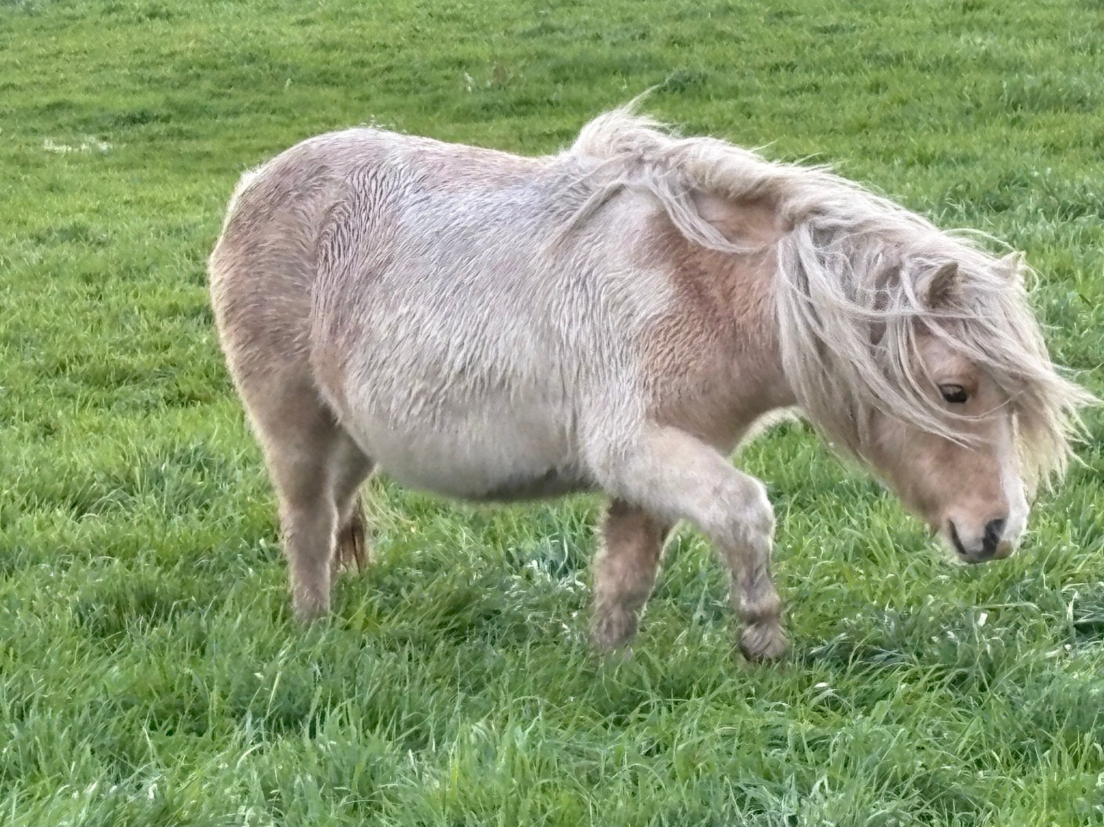 Nsps shetlander merrie of hengst  veulen, Dieren en Toebehoren, Meerdere dieren, A pony (tot 1.17m), Met stamboom, 0 tot 2 jaar