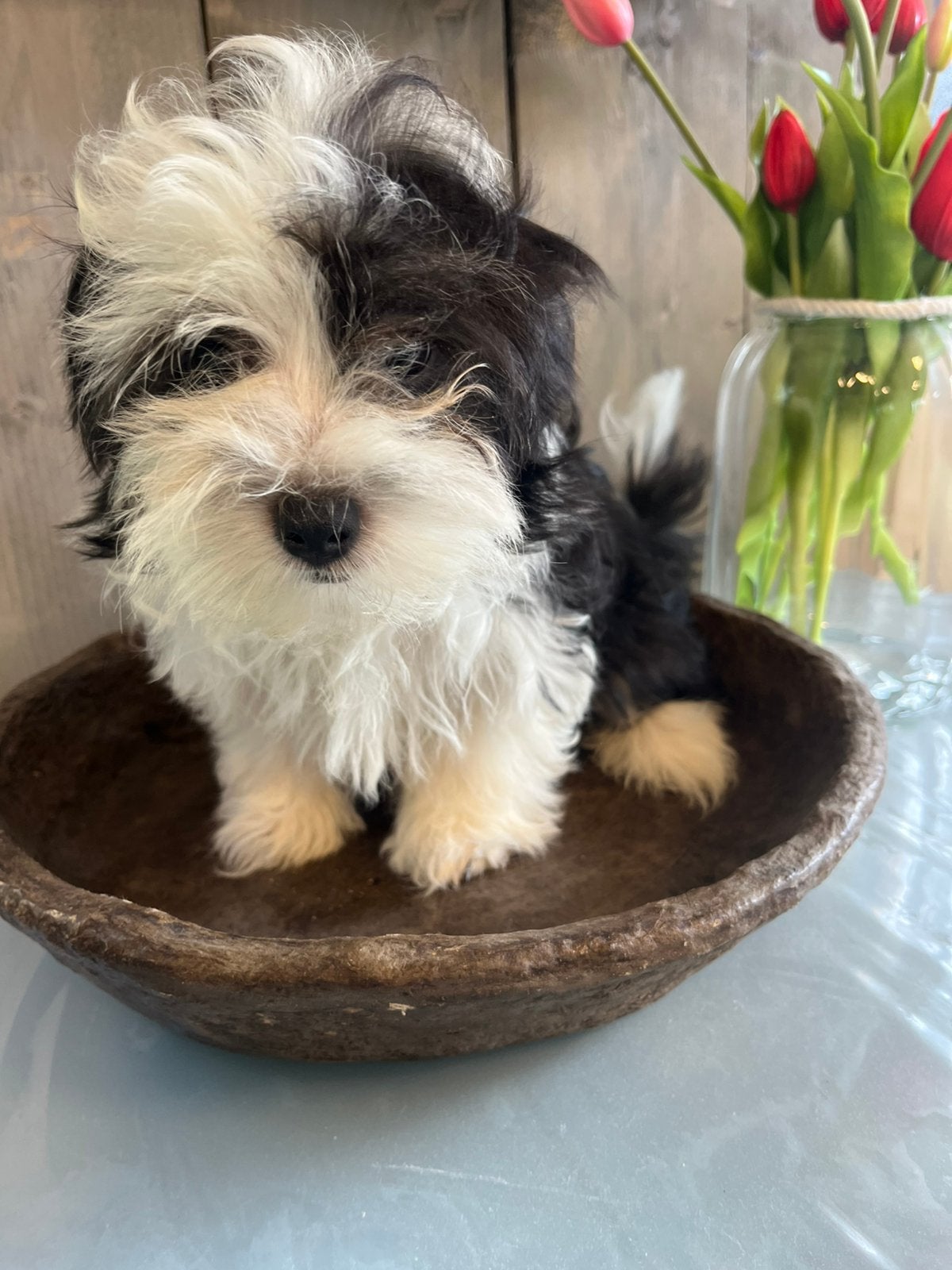 Mooie boomer pups beschikbaar, Nederland, Parvo, Overige rassen, 8 tot 15 weken