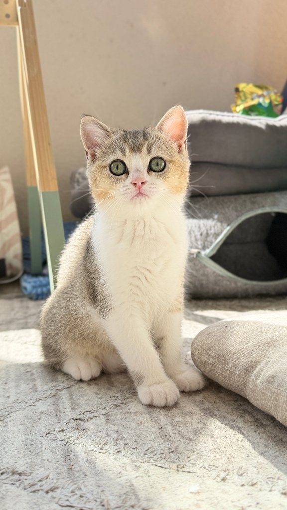 Prachtige Britse Korthaar kattin, Poes, Met stamboom, 0 tot 2 jaar
