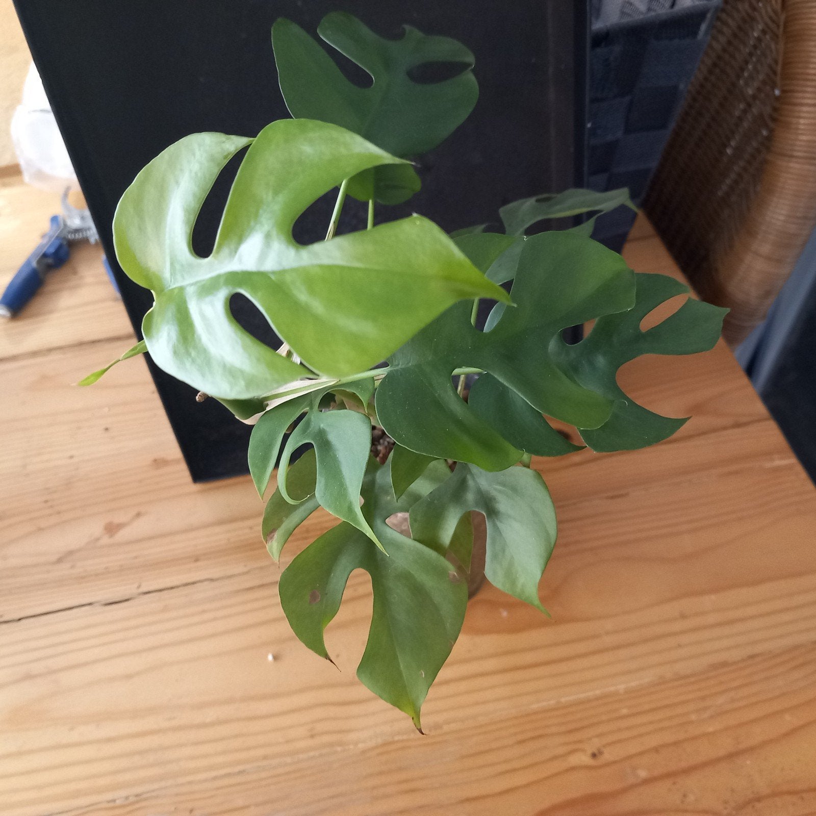 monstera minima stek nr 74, Ophalen of Verzenden, Halfschaduw, Minder dan 100 cm