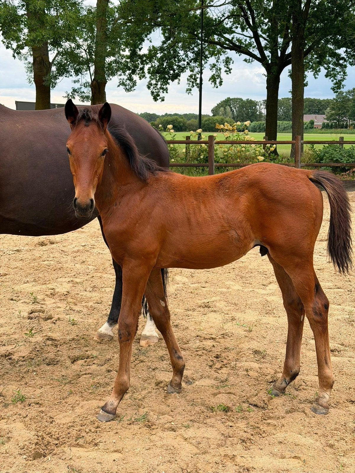 Veelbelovend Hengstveulen Red Viper x Dream Boy, Dieren en Toebehoren, Gechipt, Minder dan 160 cm, Niet van toepassing, Dressuurpaard