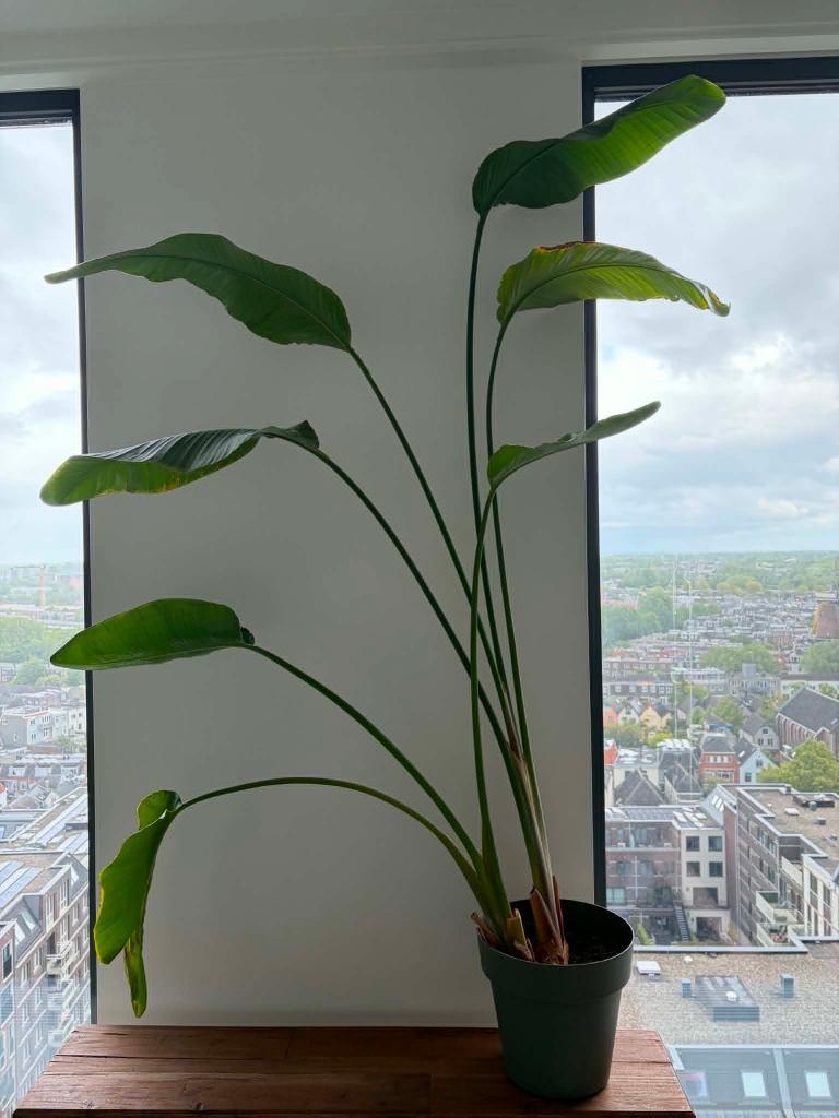 Big plant - Strelitzia, Ophalen, Vaste plant, Overige soorten, Volle zon