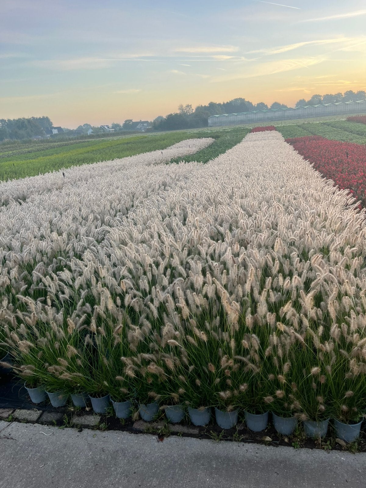 Pennisetum alp. Hameln - Lampepoetsergras, Ophalen, Volle zon, Vaste plant, Siergrassen