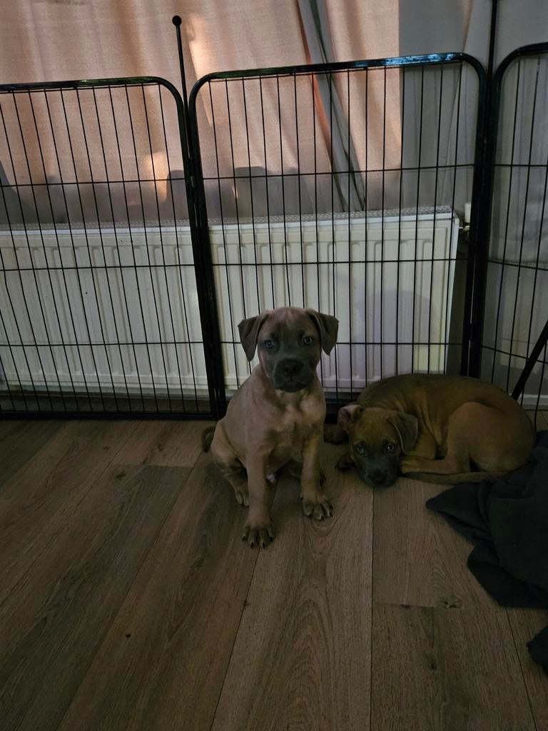 Cane Corso/Rottweiler mix pups (nog 1 reutje beschikbaar), Dieren en Toebehoren, Overige rassen, 8 tot 15 weken, Parvo, Meerdere