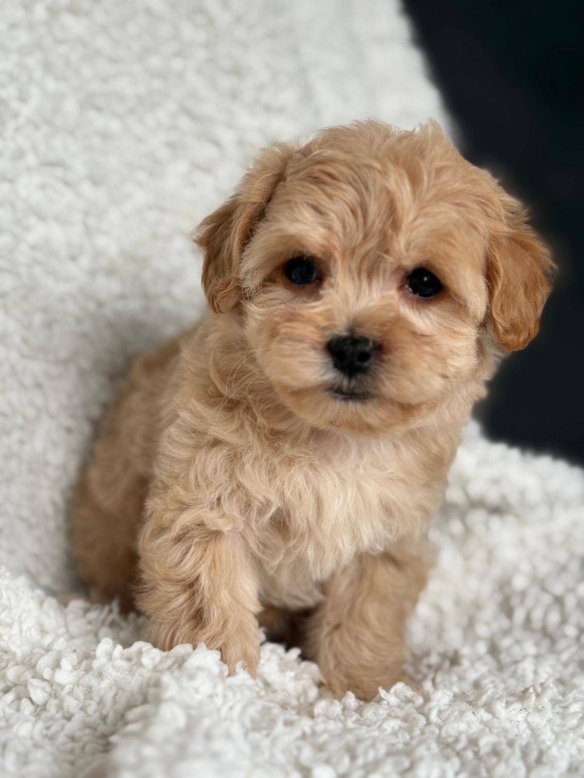 Exclusiever Maltipoo pups, Dieren en Toebehoren, Overige rassen, 8 tot 15 weken, Meerdere, Meerdere dieren