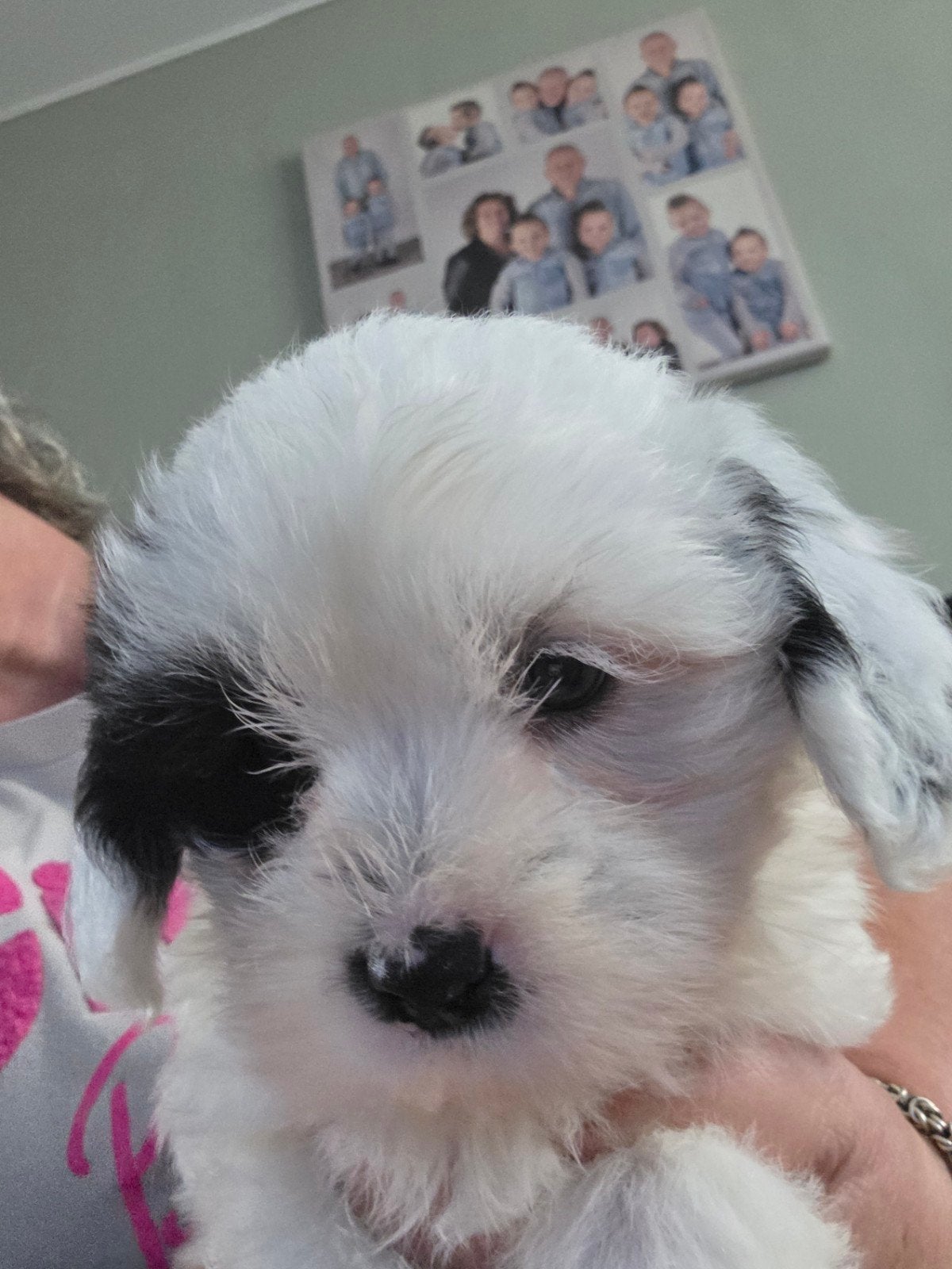 boomer pups malchi, Dieren en Toebehoren, Honden | Niet-rashonden, HCC (leverziekte), Reu, 8 tot 15 weken, Meerdere