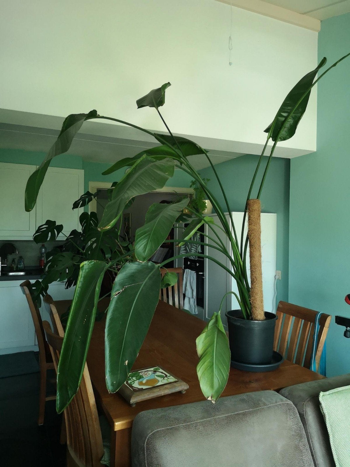 Grote Strelitzia Nicolai - Paradijsvogelplant, Ophalen, Overige soorten, Halfschaduw, In pot