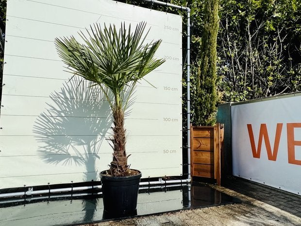 Palmboom - Trachycarpus Fortunei - stamhoogte 60- 80 cm, Tuin en Terras, In pot, Halfschaduw, Ophalen of Verzenden, 100 tot 250 cm
