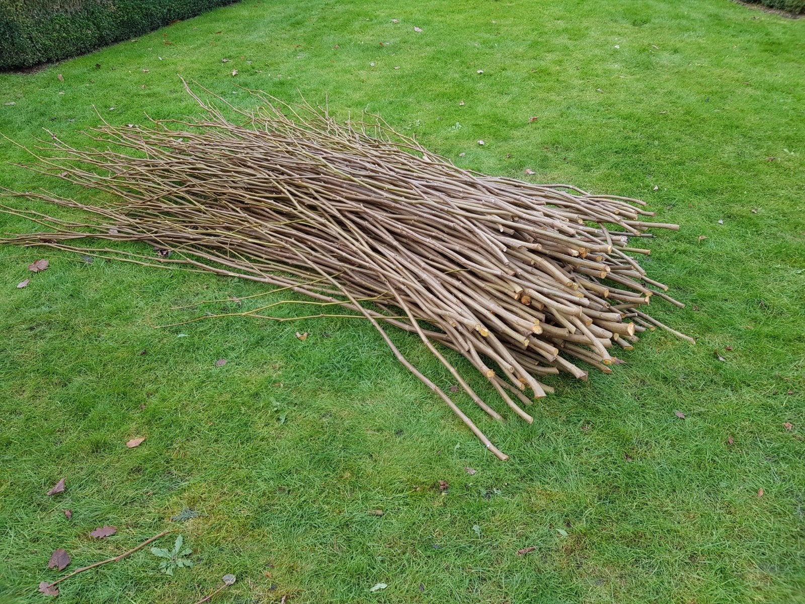 Takken vogelheg, Bloeit niet, Overige soorten, Minder dan 100 cm, Ophalen