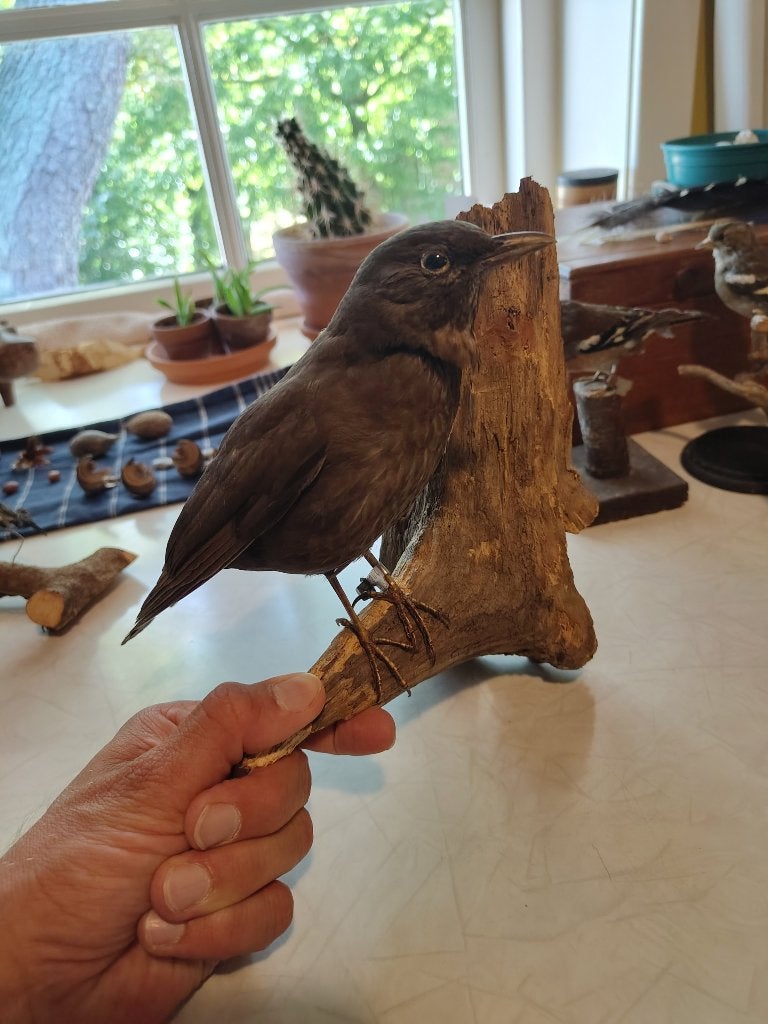 Opgezette Merel vrouw, Ophalen of Verzenden, Gebruikt, Vogel, Opgezet dier